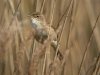 Reed Warbler at Wat Tyler Country Park (Steve Arlow) (143724 bytes)